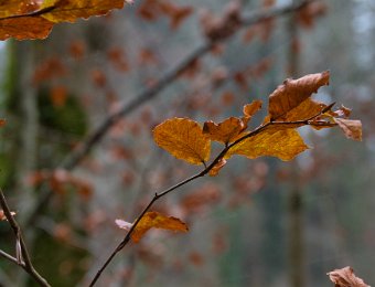 _DSC8827
