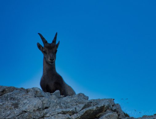 Verschiedene Tiere